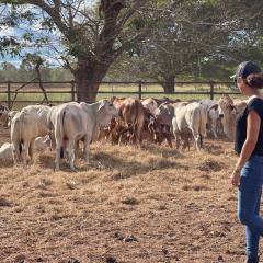 Marina in paddock with cows
