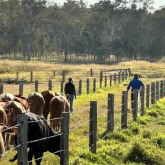 Sarah leading cows