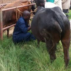 Gervais with cattle in Rwanda